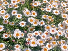 -咱家王新国把子肉(县东巷店)