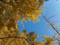 -三里屯东五街银杏大道