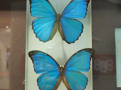 -上海昆虫博物馆