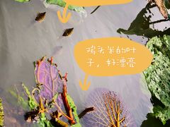 -白洋淀景区