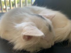 -平行世界·猫咖(首经贸店)