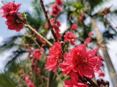 -深圳国际园林花卉博览园