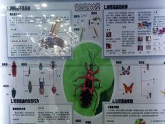 -上海大自然野生昆虫馆(东方明珠·爬宠昆虫探索中心)