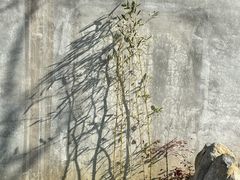 -贡湖湾湿地公园