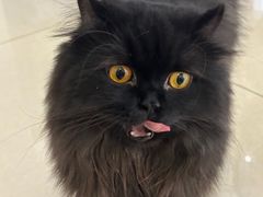 -团子家猫咪猫咖馆·柯基·柯尔鸭