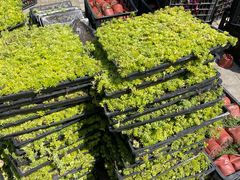 -春花秋色城市公园