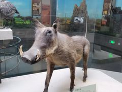 -国家自然博物馆