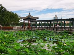 -莲花池公园