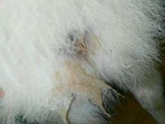 -瑞派动物医院·猫专科·至诚(江南中分院)