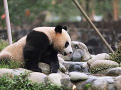 -都江堰中华大熊猫苑