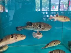 -天正河鲀·河豚亭(大连店)