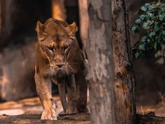 -沈阳森林动物园