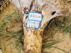 -鲜菌江湖正宗野生菌火锅
