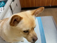 -派联宠物医院·24h·CT·异宠