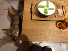 -柴务处·柴犬主题狗咖