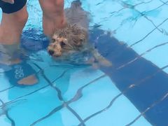 -趣玩宠物乐园寄养训犬训狗游泳池
