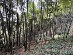 -西湖风景区十里琅珰-五云山