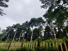 -洛阳白云山景区