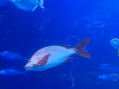 -太平洋海底世界