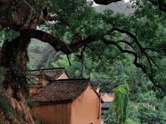 -杨家堂村