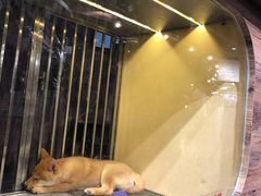 -宠物世家(仲盛世界商城店)