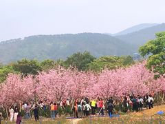 -天适樱花悠乐园