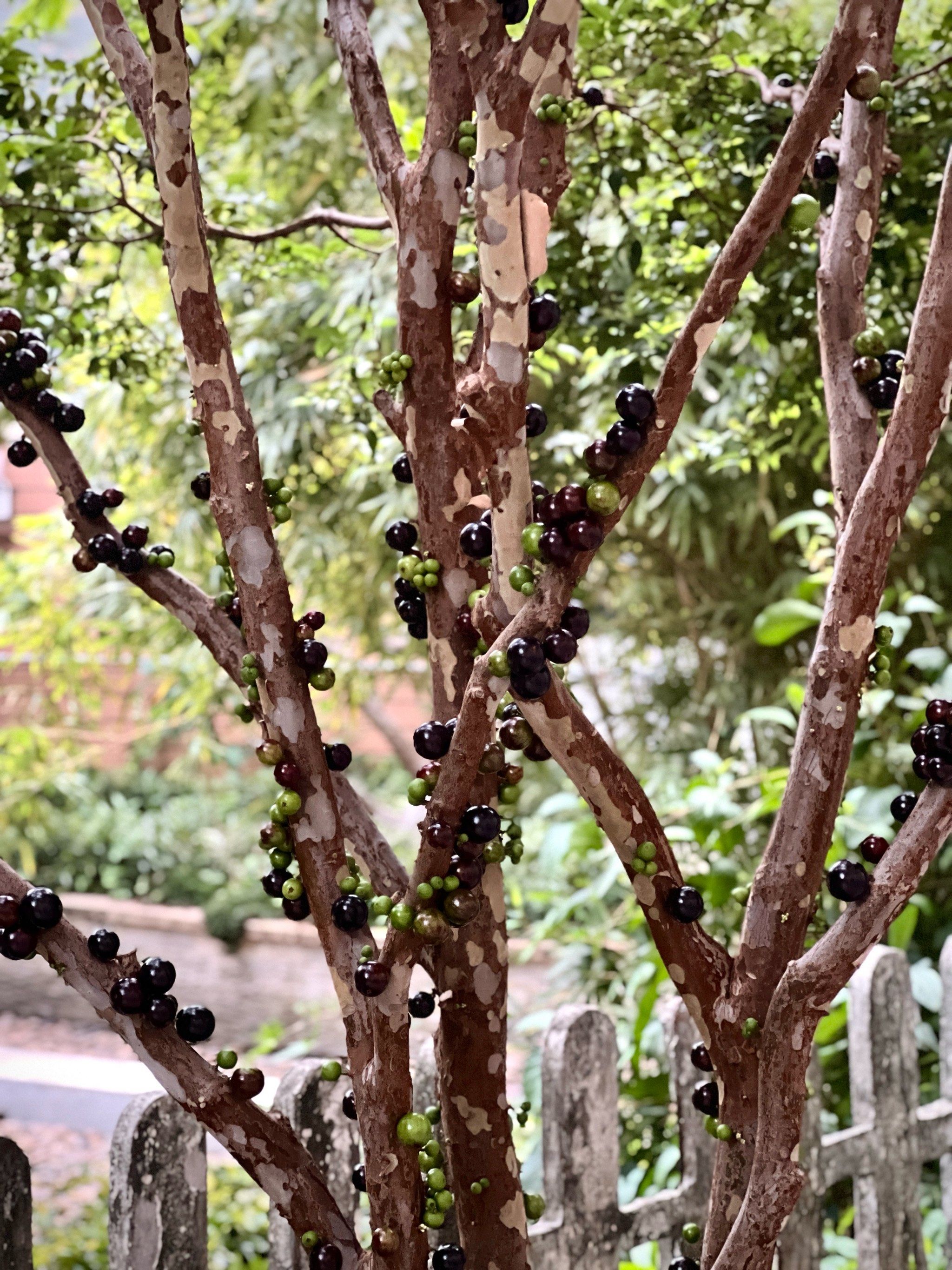 从开花到结果的嘉宝果
