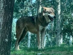 -北京野生动物园