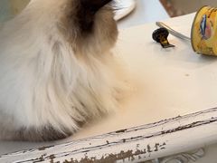-共舞时光猫咖·狗咖(新街口店)