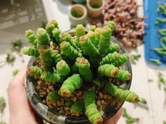 -中环花鸟鱼虫市场
