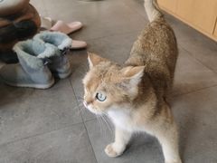 -飞行喵MR PILOT|猫舍·猫咖(静安大融城店)
