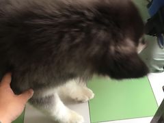 -翊宠yipet猫狗购宠庄园犬舍•猫舍