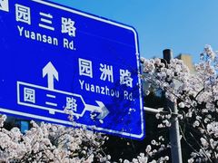 -高东镇樱花园