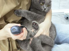 -爱洗澡的猫(天河路店)