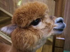 -藦茜花园宠物主题亲子互动体验馆(国顺东路店)