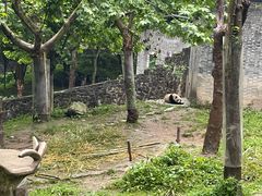 -都江堰中华大熊猫苑