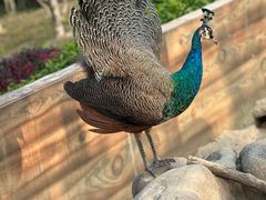 -森波拉奇妙世界