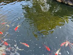-大亚湾红树林城市湿地公园