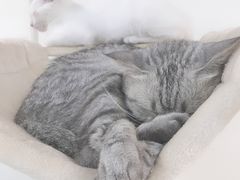 -Heymao猫咖.咖啡厅(东门店)