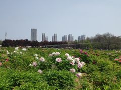 -曹州牡丹园