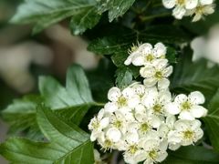 -黑龙江省森林植物园