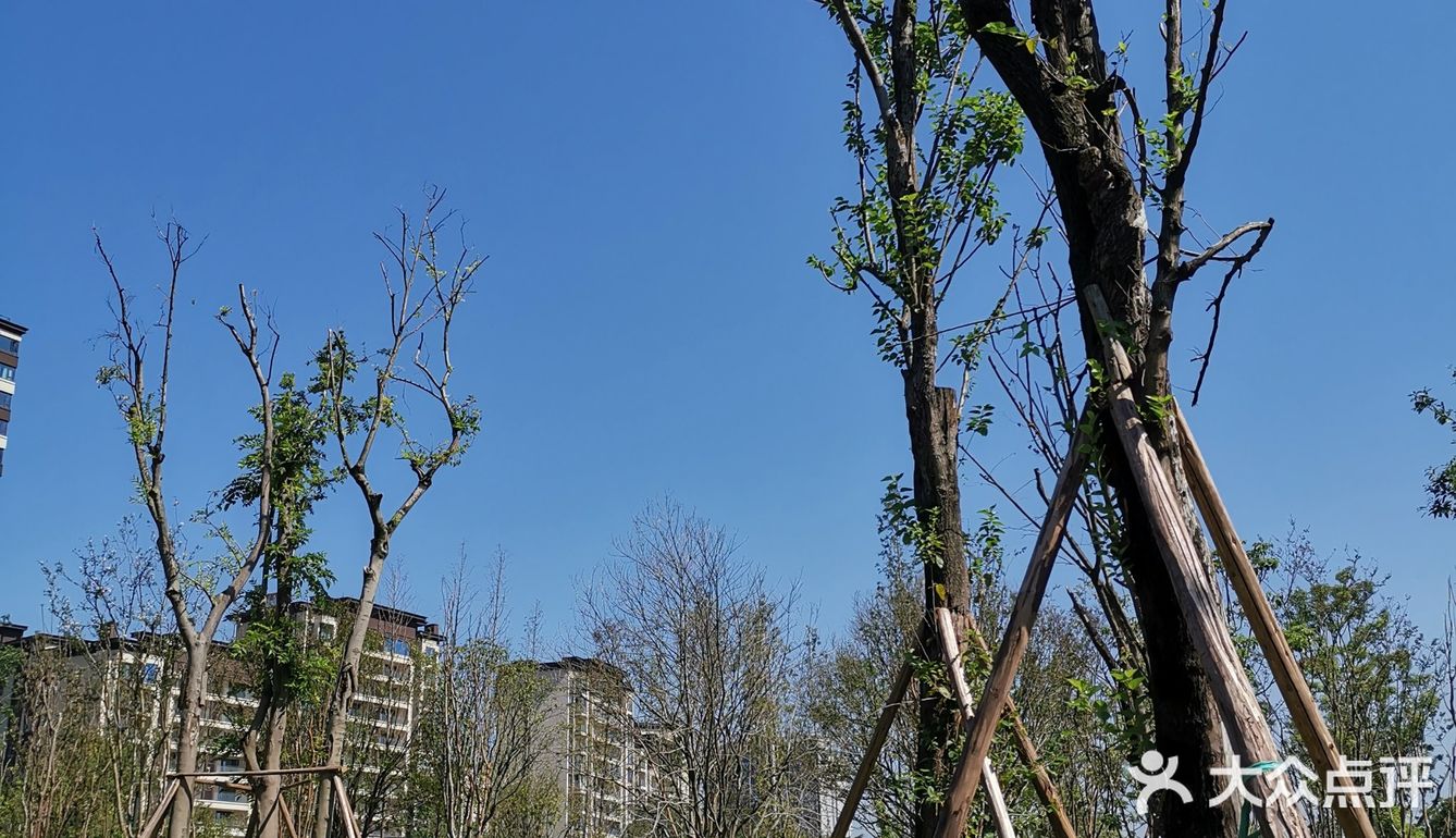 礼嘉龙湖两江新宸•云岭旁边公园陡坡上的美丽小花海！