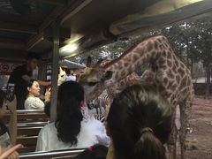 -清迈夜间动物园