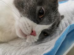 -宠颐生中康贝怡动物医院