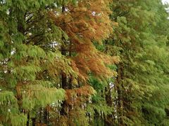 -上海海湾国家森林公园