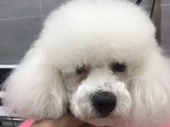 -宠福鑫康馨动物医院·骨科·眼科