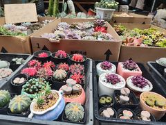 -苏州市皮市街花鸟工艺品市场