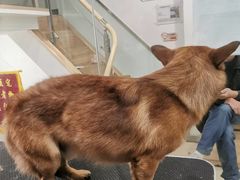 -宠福鑫康馨动物医院·骨科·眼科