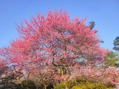 -杭州植物园