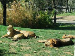 -北京野生动物园